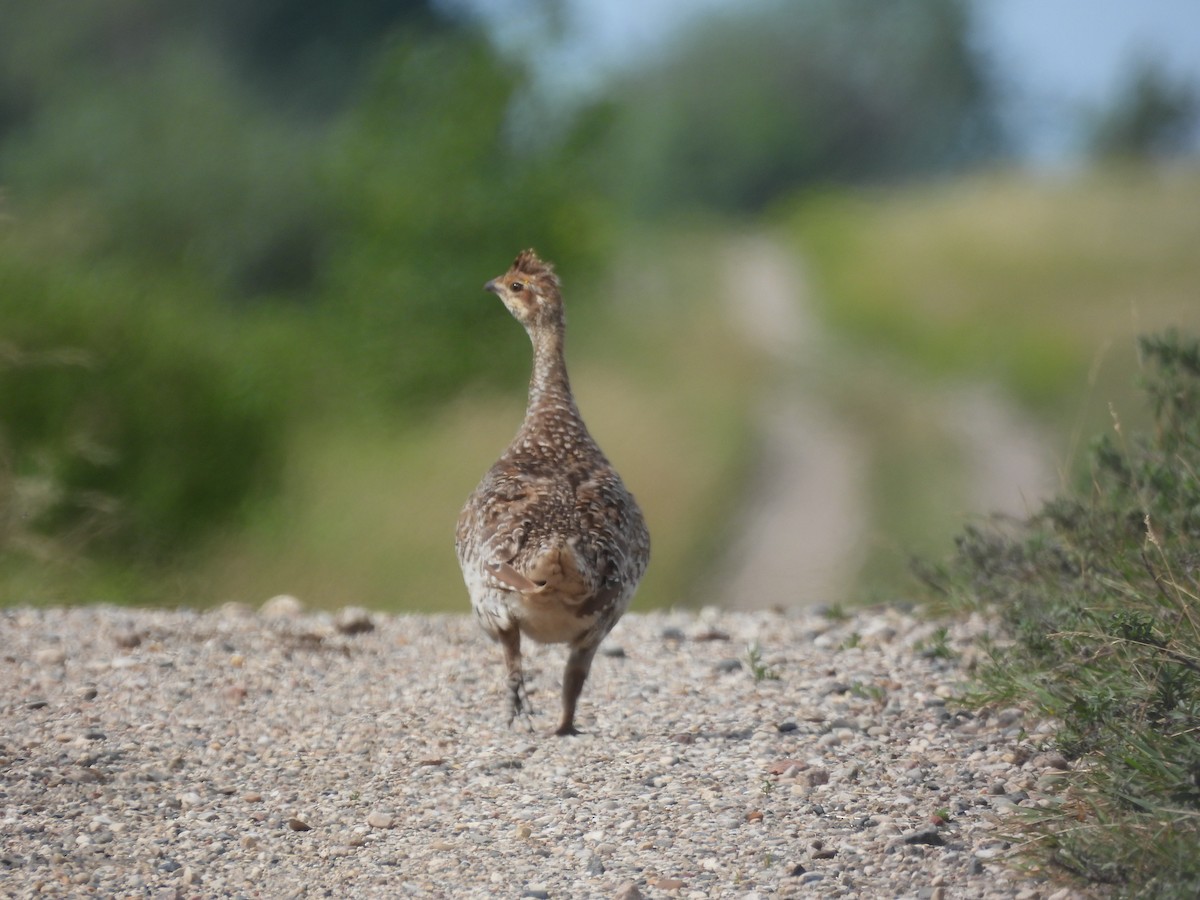 Sharp-tailed Grouse - ML621964733