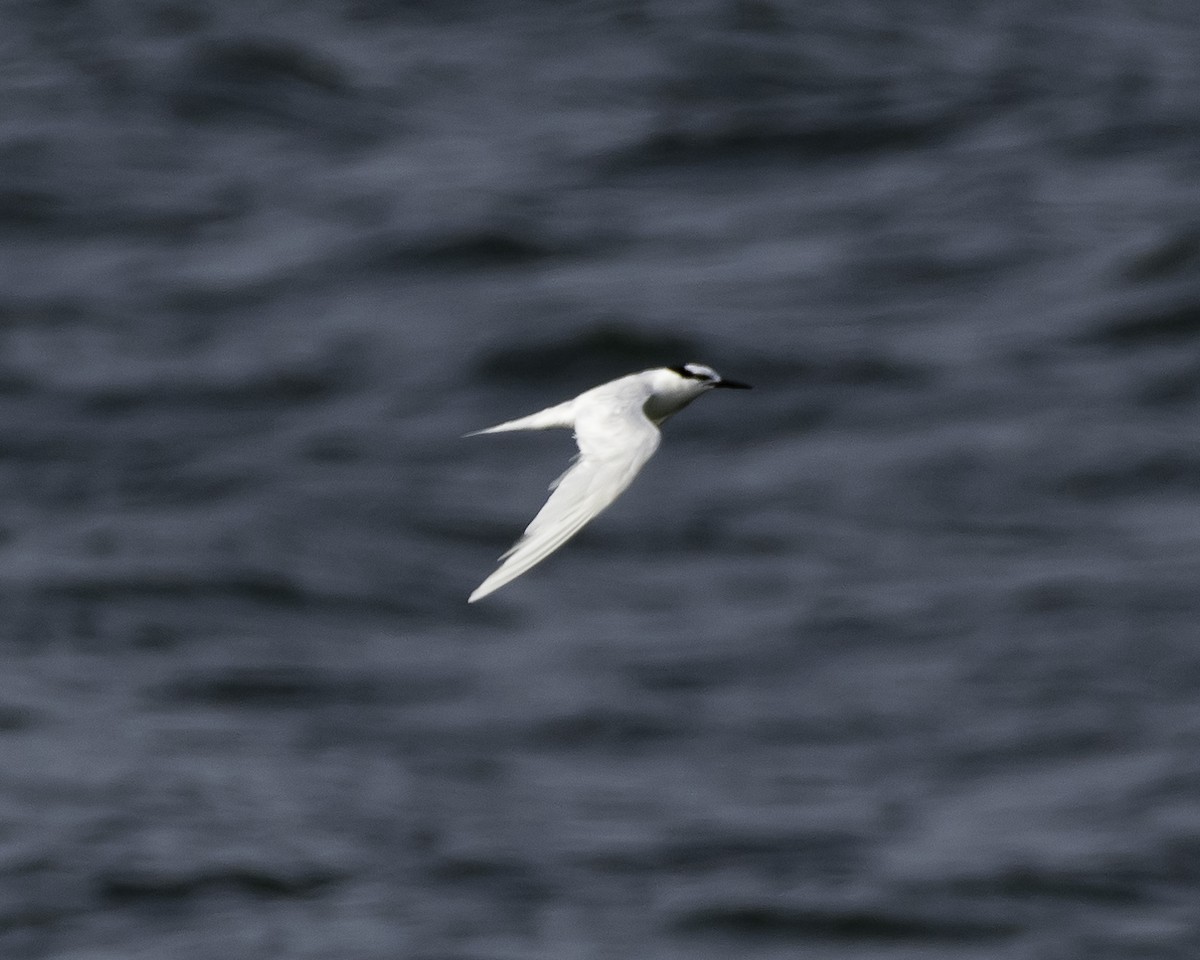 Black-naped Tern - ML621964815