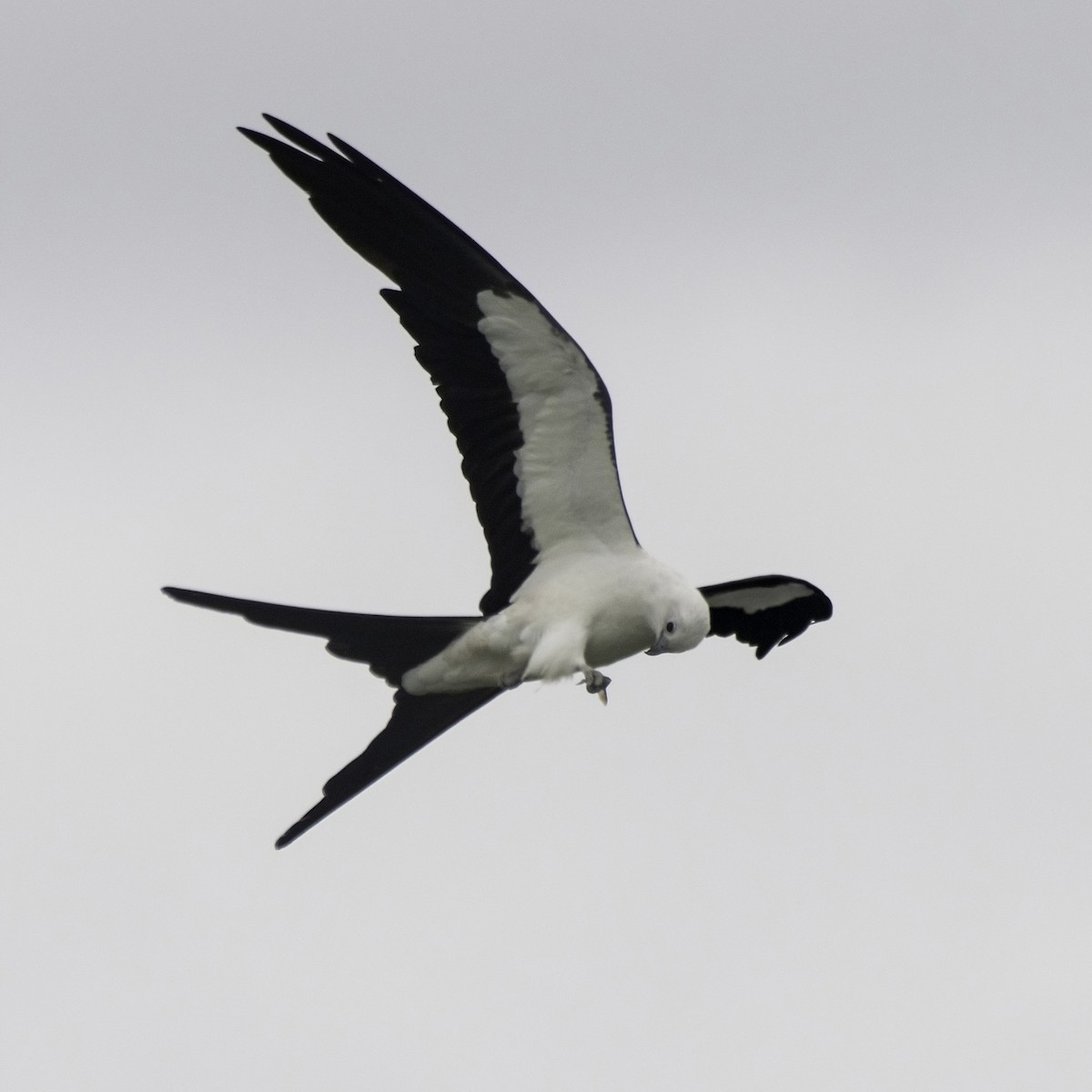 Swallow-tailed Kite - Alison Davies