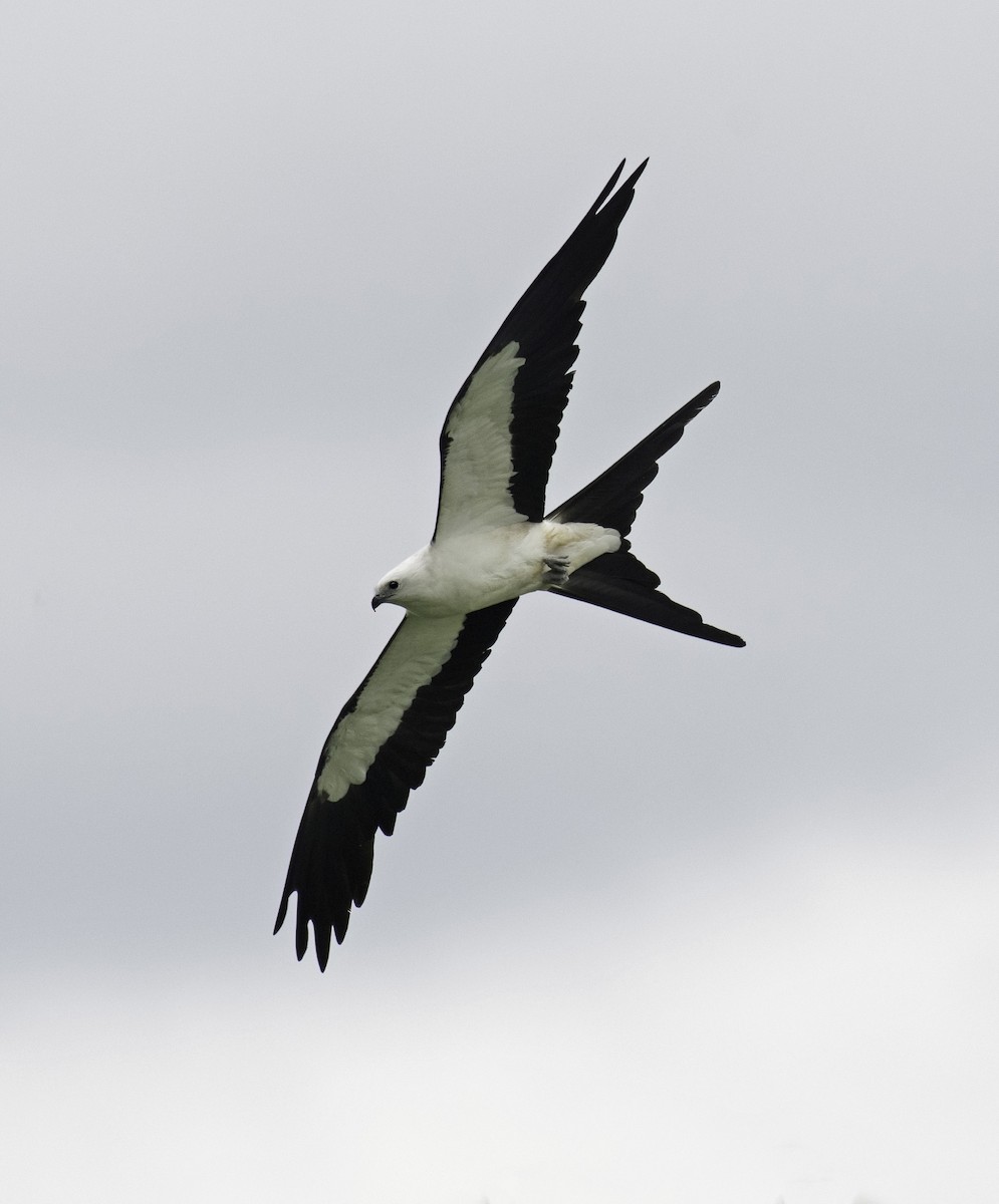 Swallow-tailed Kite - ML621964868