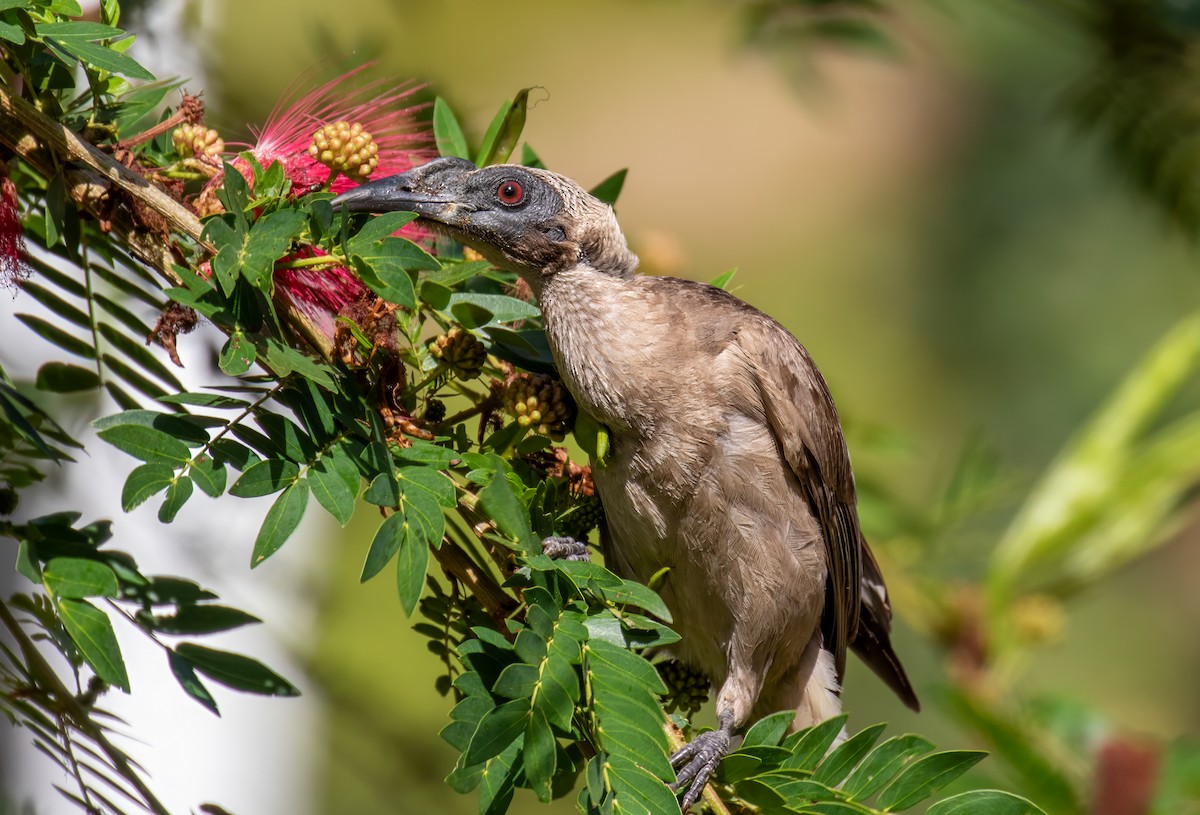 Helmeted Friarbird - ML621964939