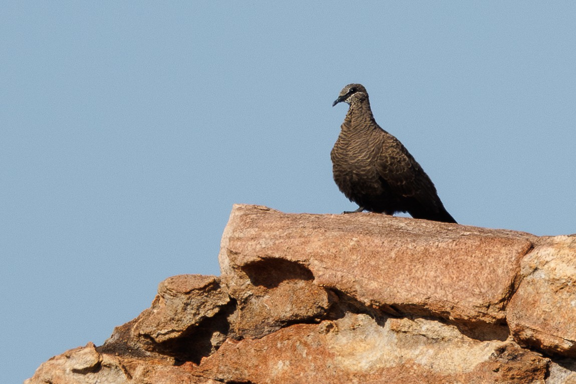 White-quilled Rock-Pigeon - ML621964949