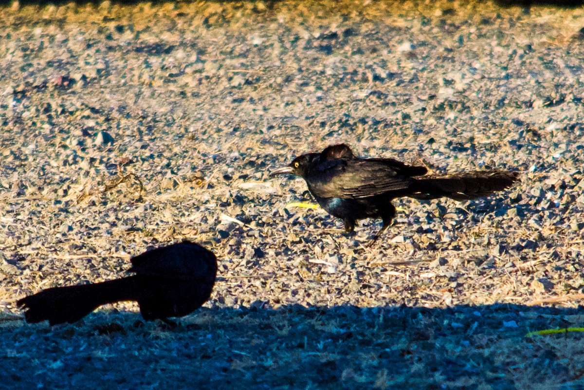 Great-tailed Grackle - ML621964982