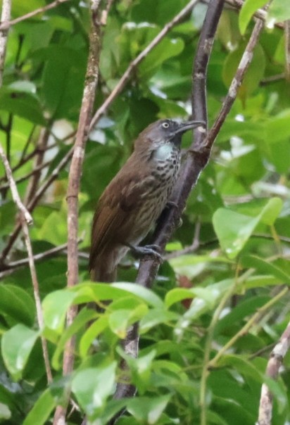 Chestnut-rumped Babbler - ML621965131