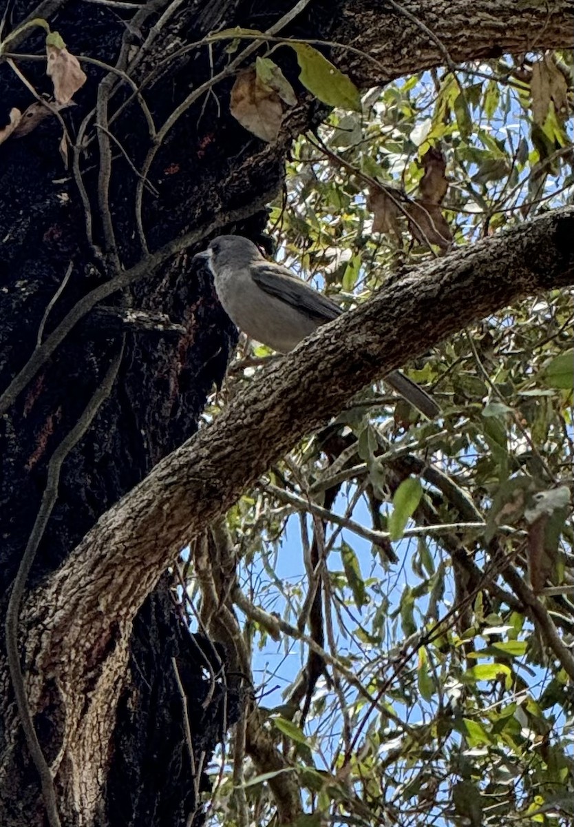 Gray Shrikethrush - ML621965169