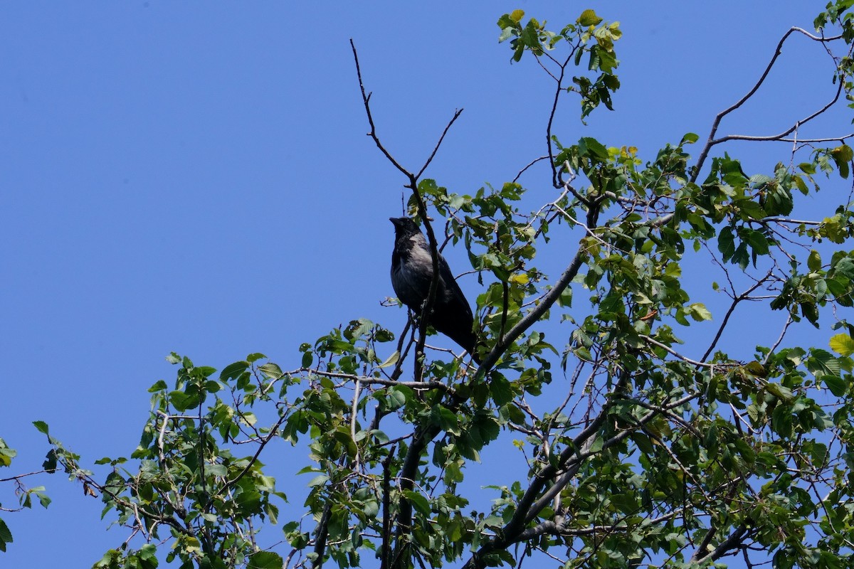 Carrion x Hooded Crow (hybrid) - ML621965196