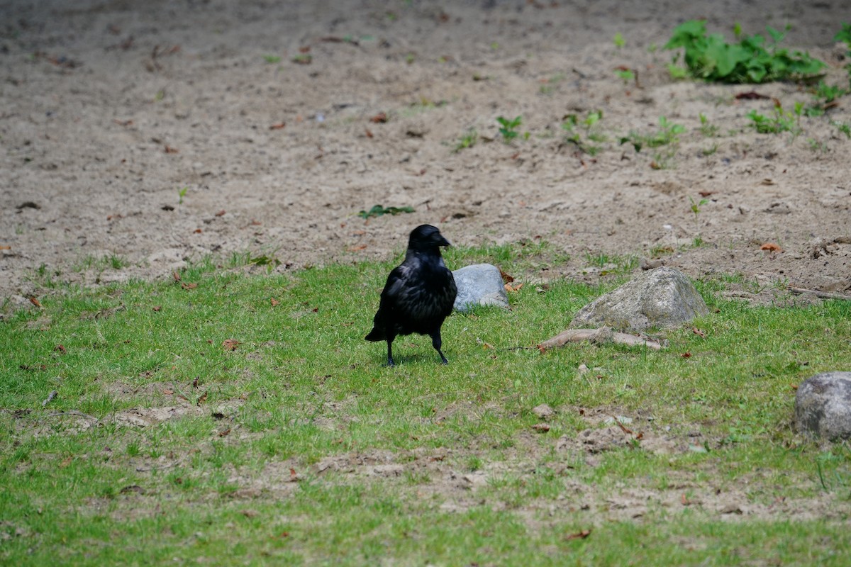 Carrion x Hooded Crow (hybrid) - ML621965197