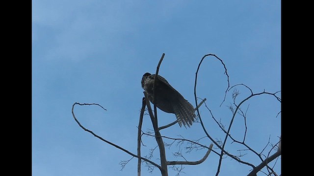 Asian Koel - ML621965286