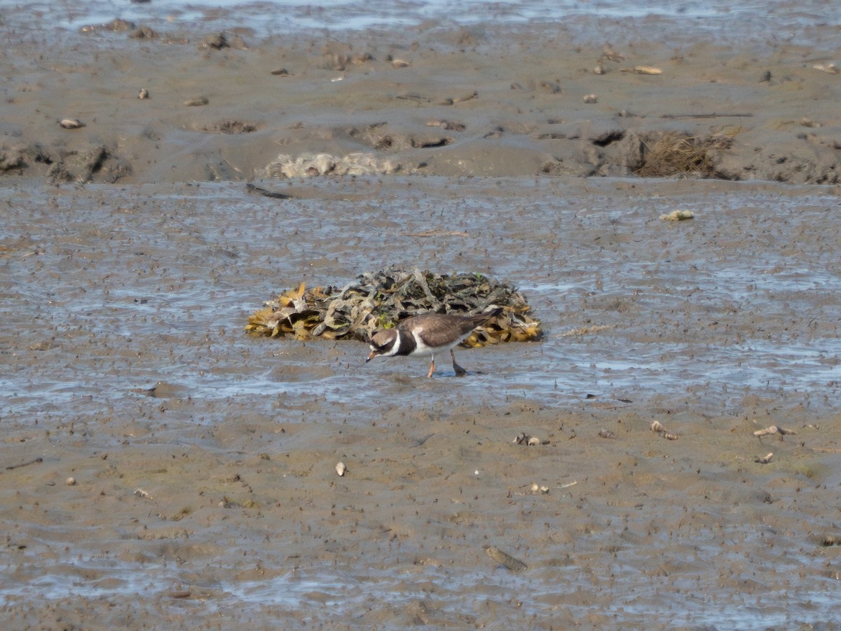 Txirritxo handia - ML621965378