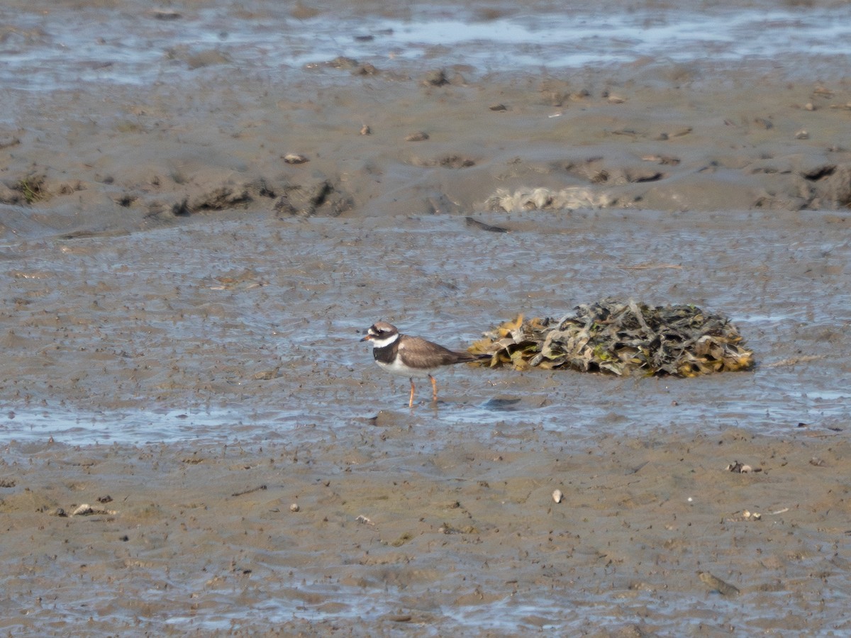 Txirritxo handia - ML621965379