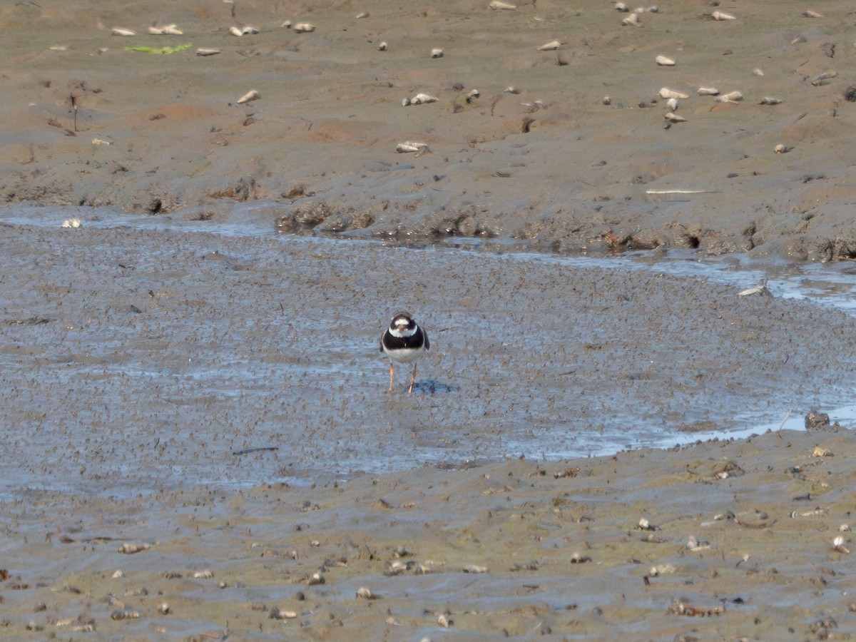 Txirritxo handia - ML621965380