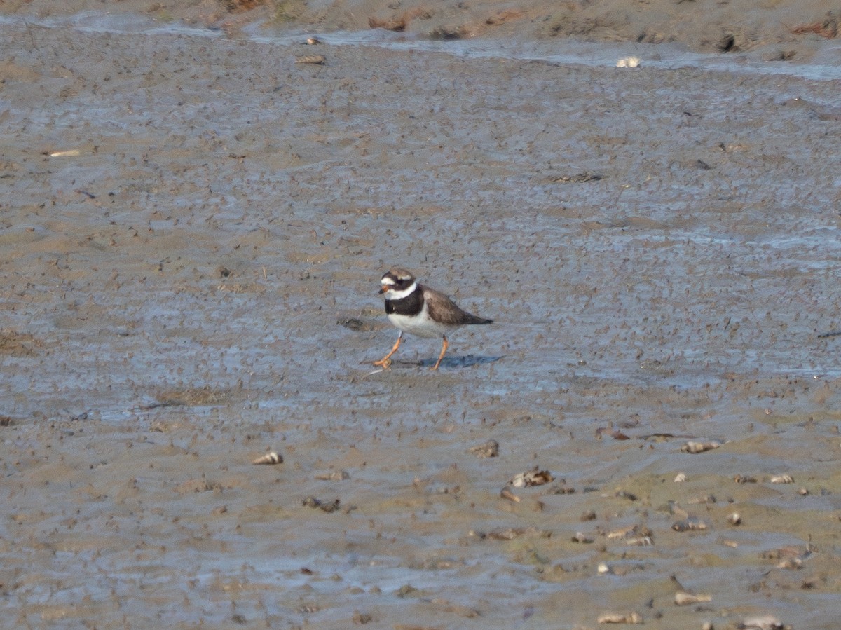 Txirritxo handia - ML621965381