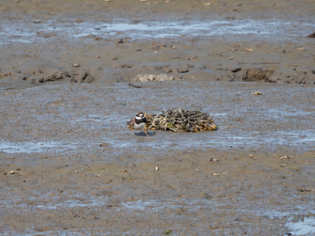 Txirritxo handia - ML621965382