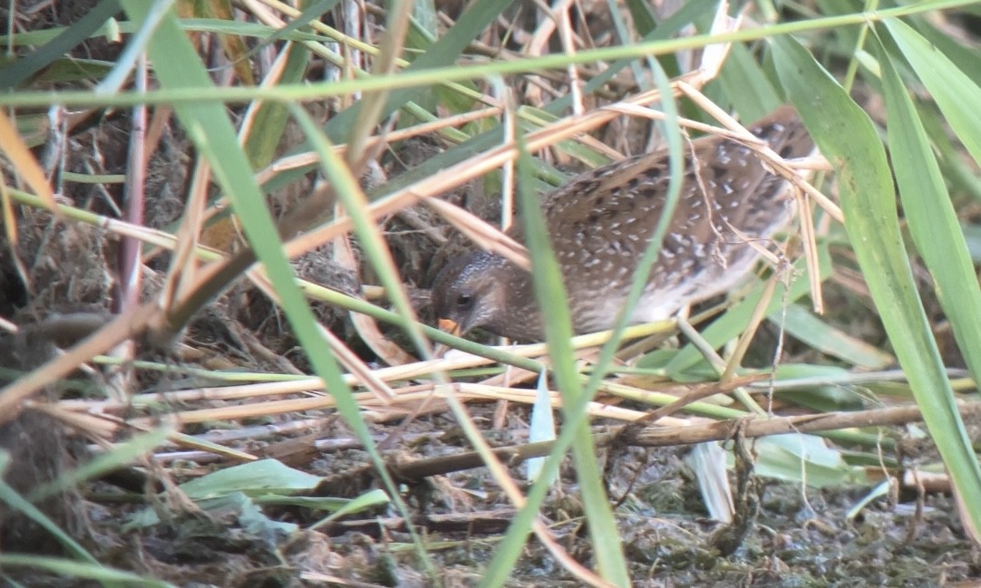 Spotted Crake - ML621965471