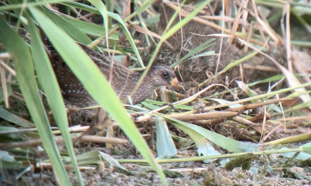 Spotted Crake - ML621965472