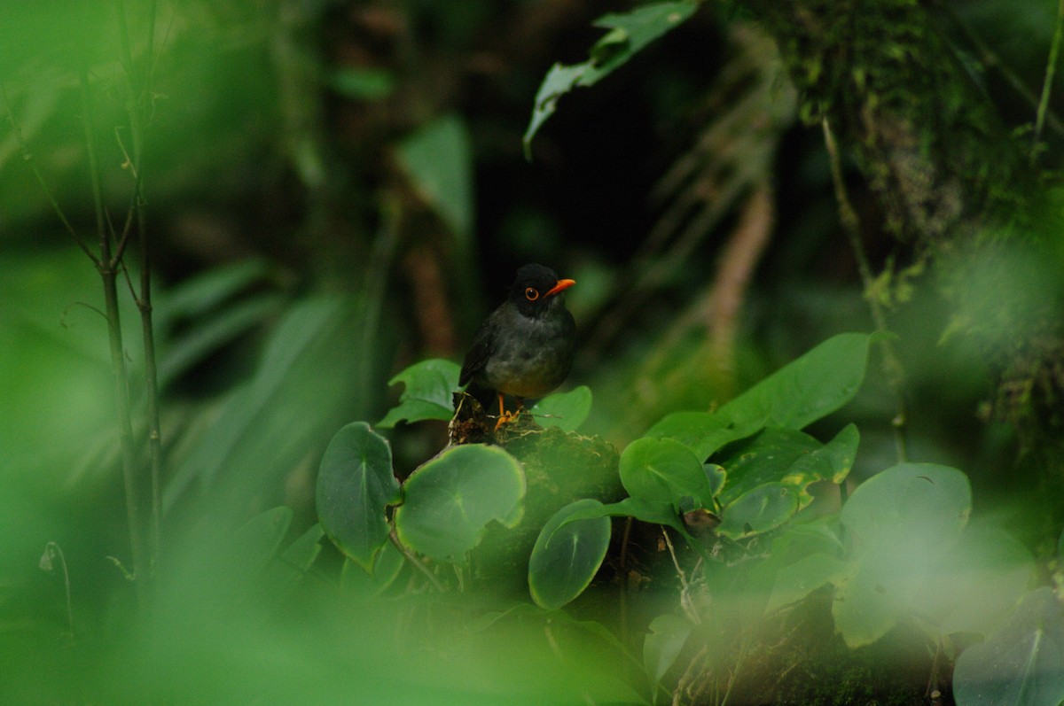 Black-headed Nightingale-Thrush - ML621965495