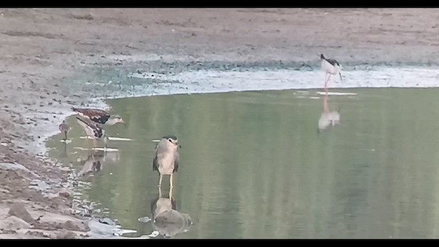 Curlew Sandpiper - ML621965526