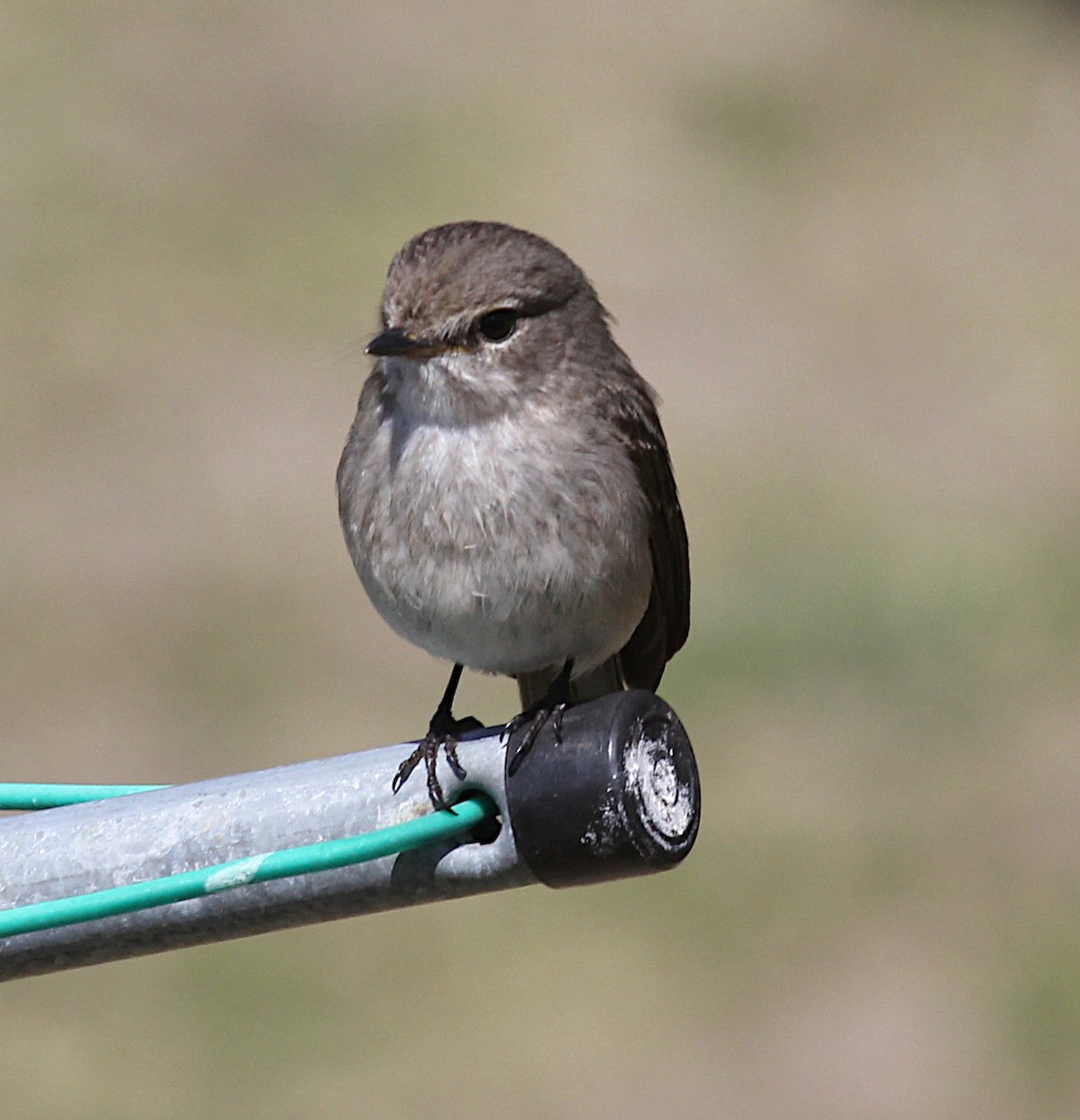 African Dusky Flycatcher - ML621965547