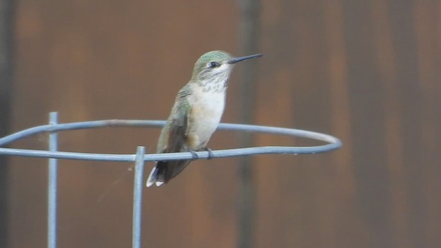 Calliope Hummingbird - ML621965565