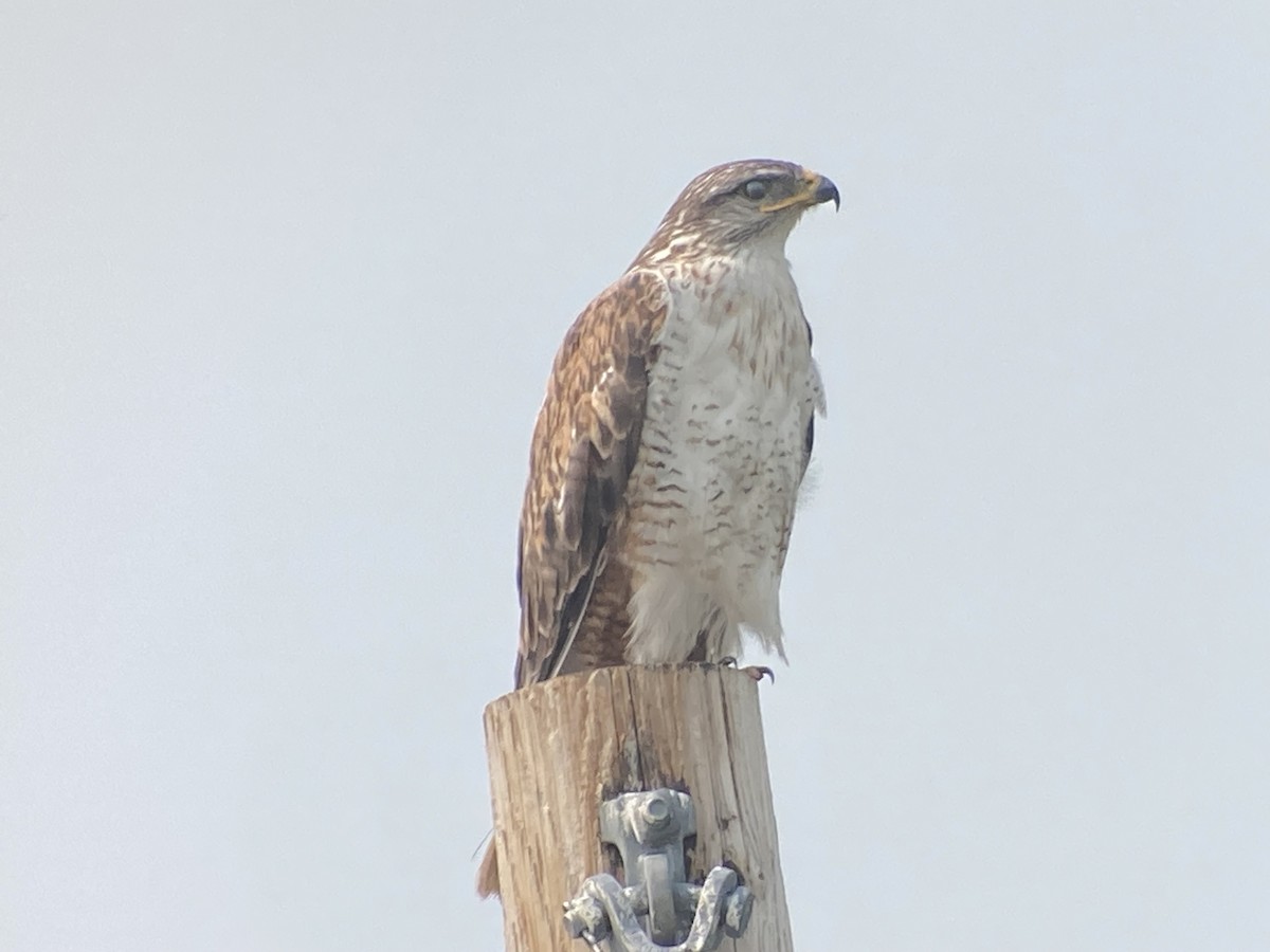 Ferruginous Hawk - ML621965580