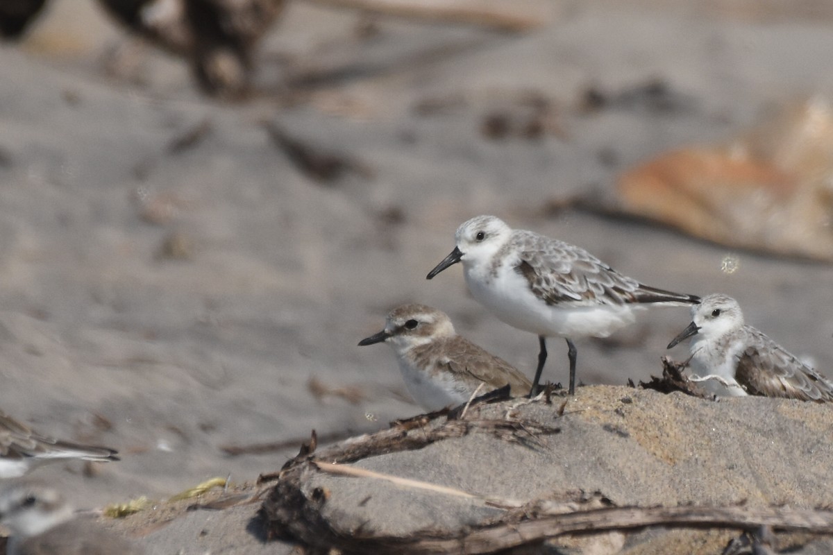 Sanderling - isaac kilusu