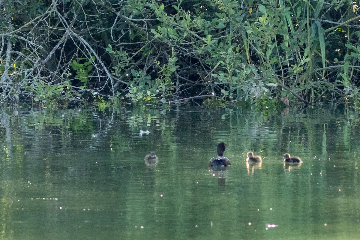 Tufted Duck - ML621965664