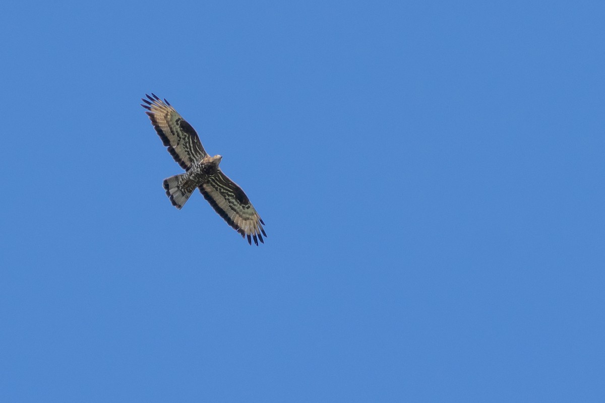 European Honey-buzzard - ML621965665