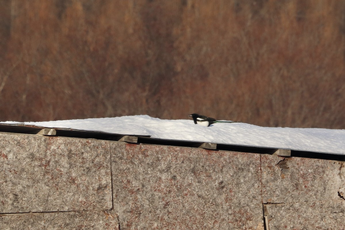 Black-billed Magpie - ML621965702