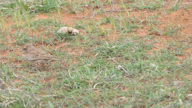 Ashy-crowned Sparrow-Lark - ML621965736