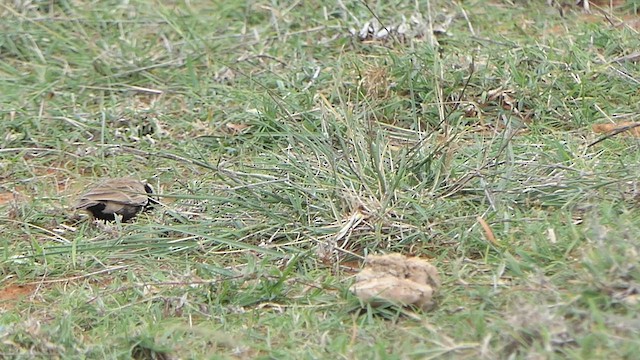 Ashy-crowned Sparrow-Lark - ML621965743