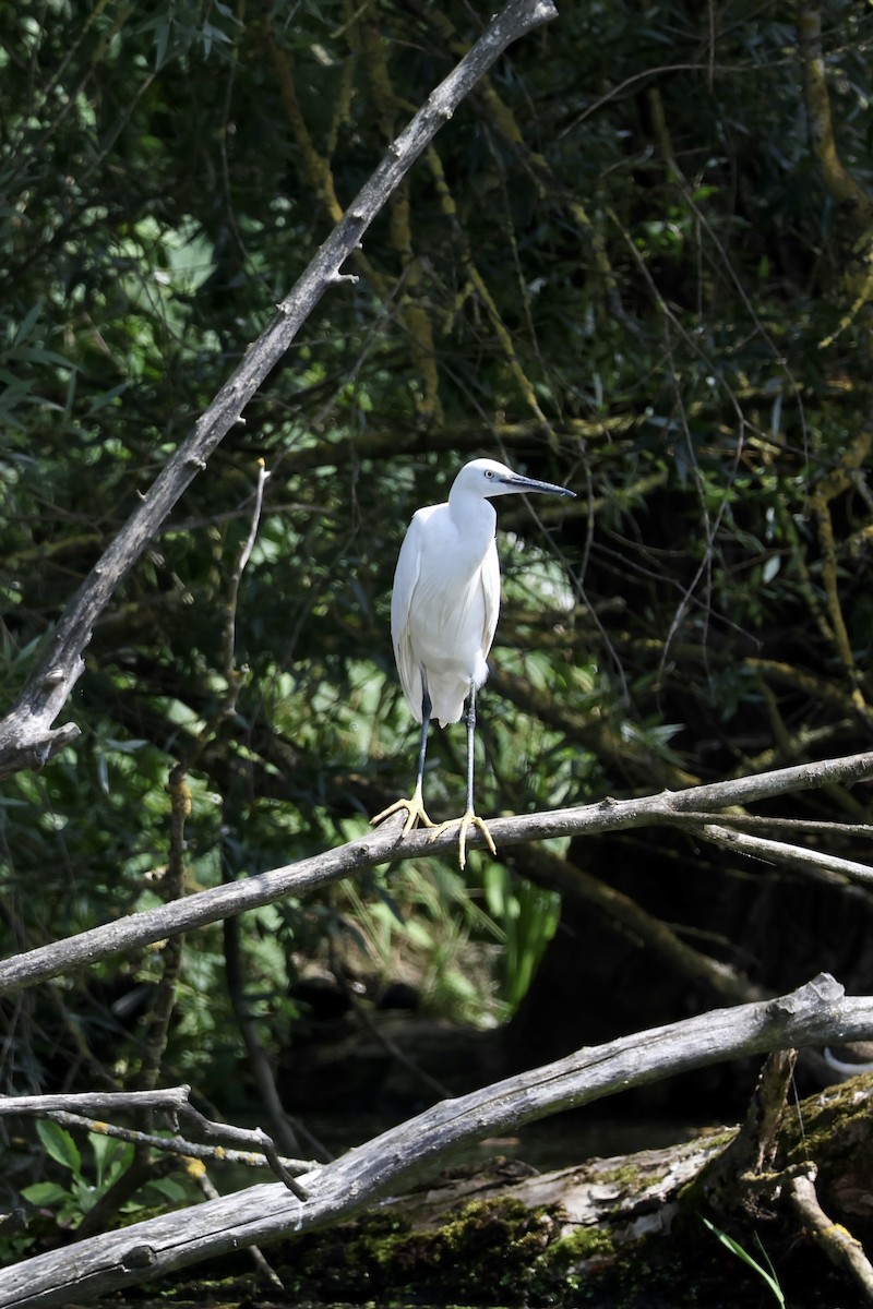 Little Egret - ML621965764