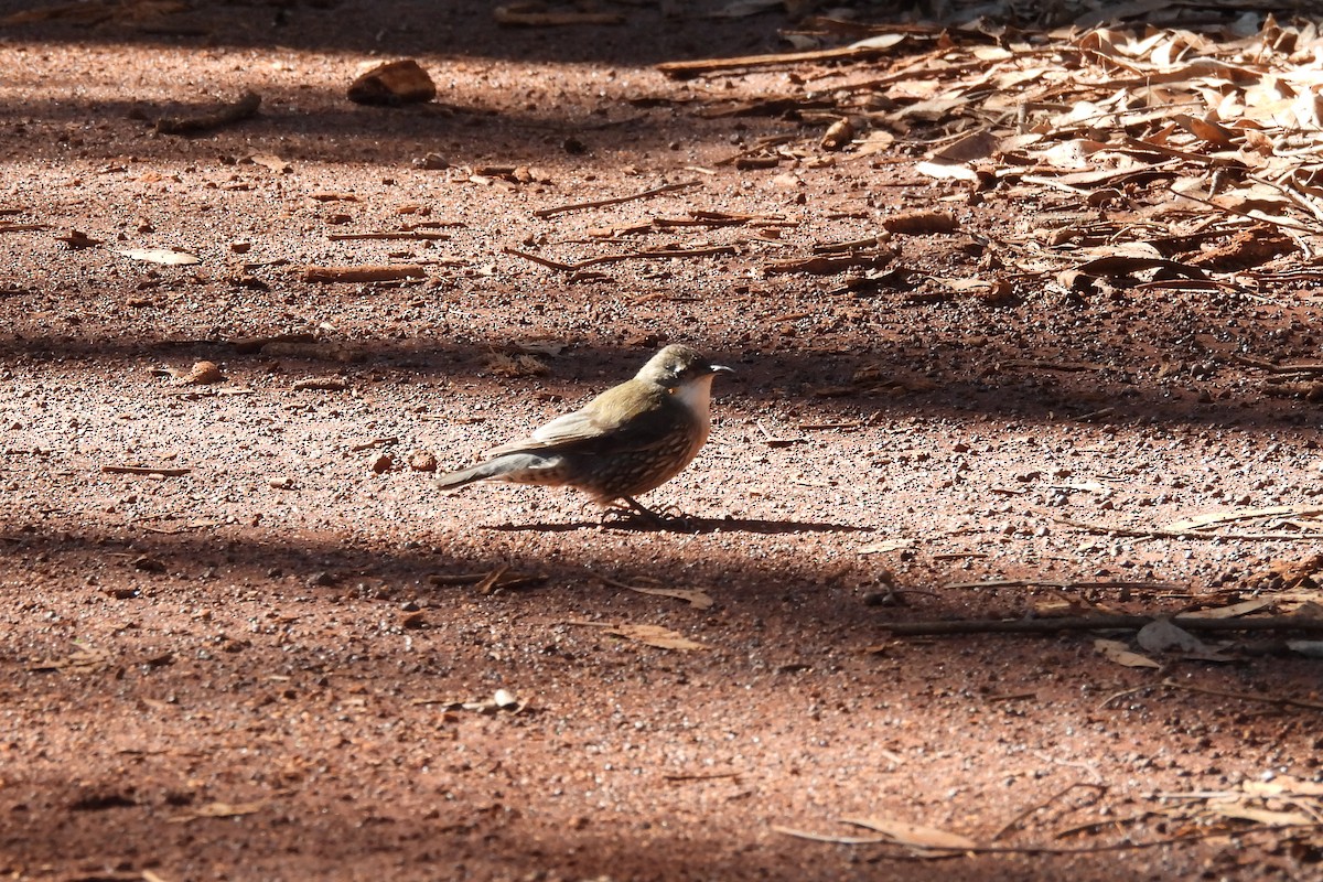 White-throated Treecreeper - B Jenkins