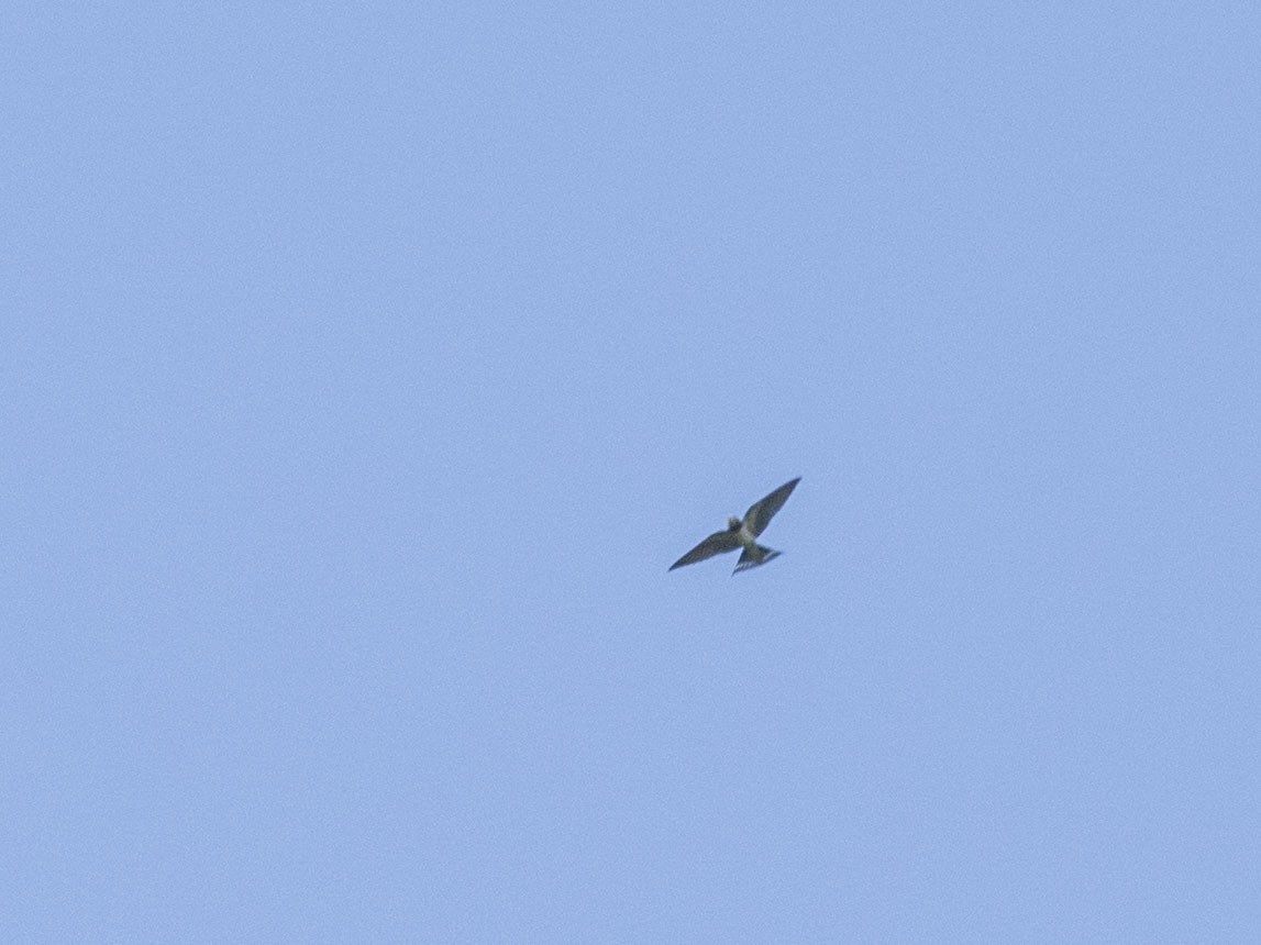 Barn Swallow (White-bellied) - ML621965790