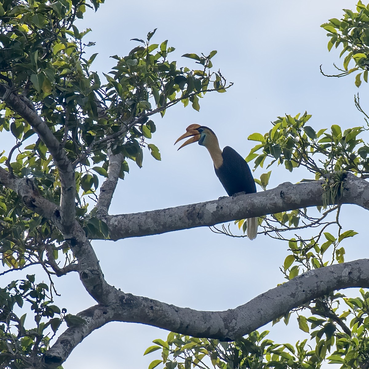 Knobbed Hornbill - ML621965800