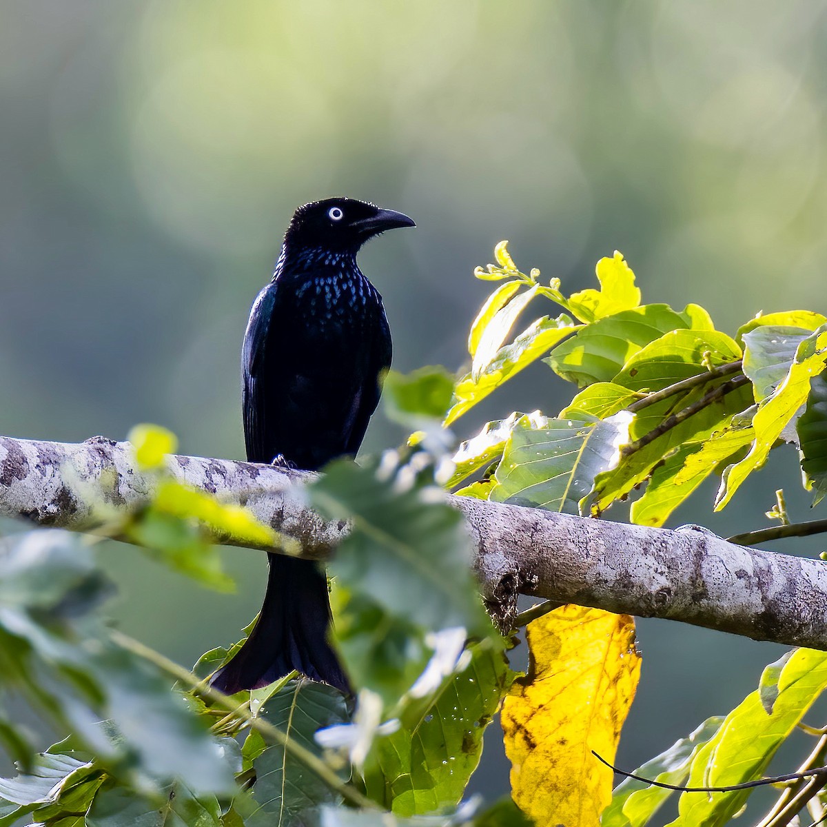 Hair-crested Drongo (White-eyed) - ML621965804