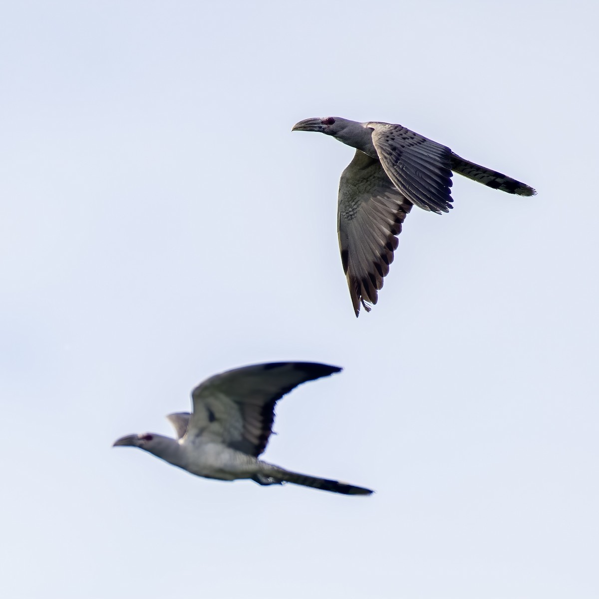 Channel-billed Cuckoo - ML621965819