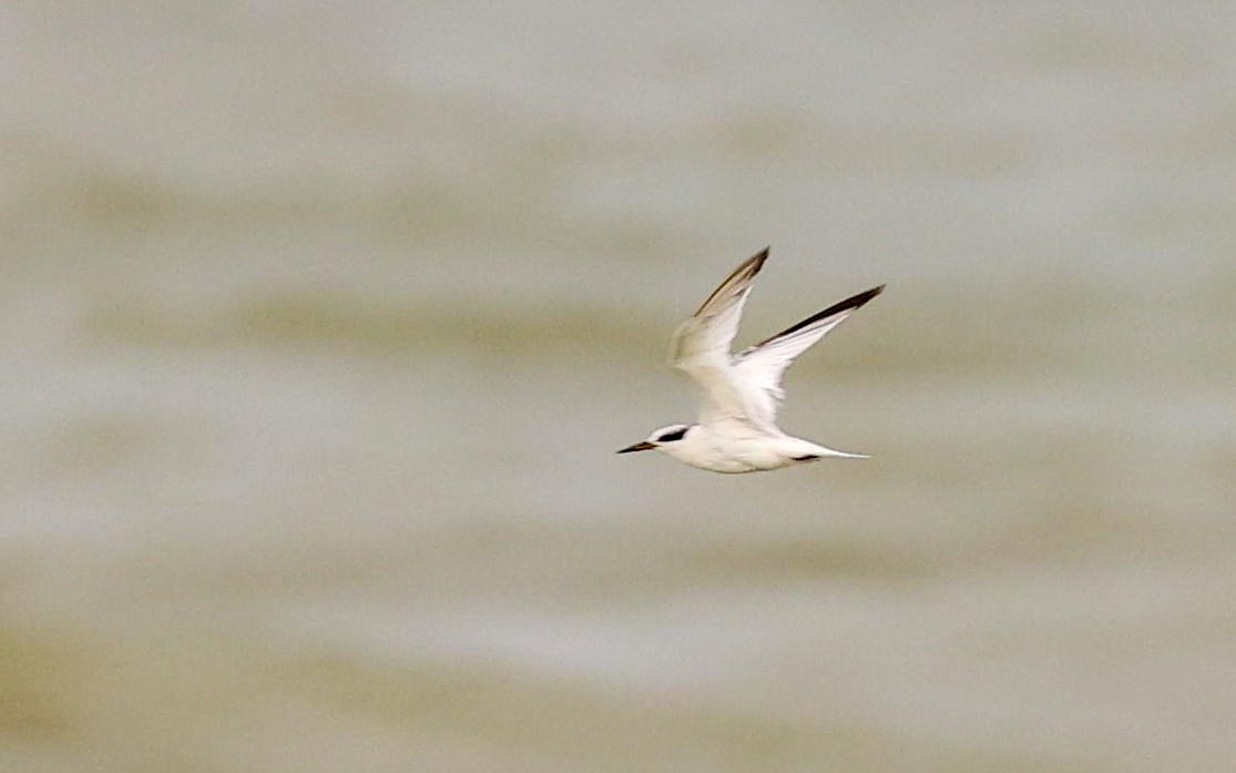 Saunders's Tern - ML621965829