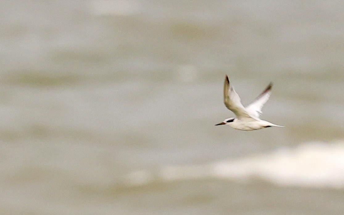 Saunders's Tern - ML621965830