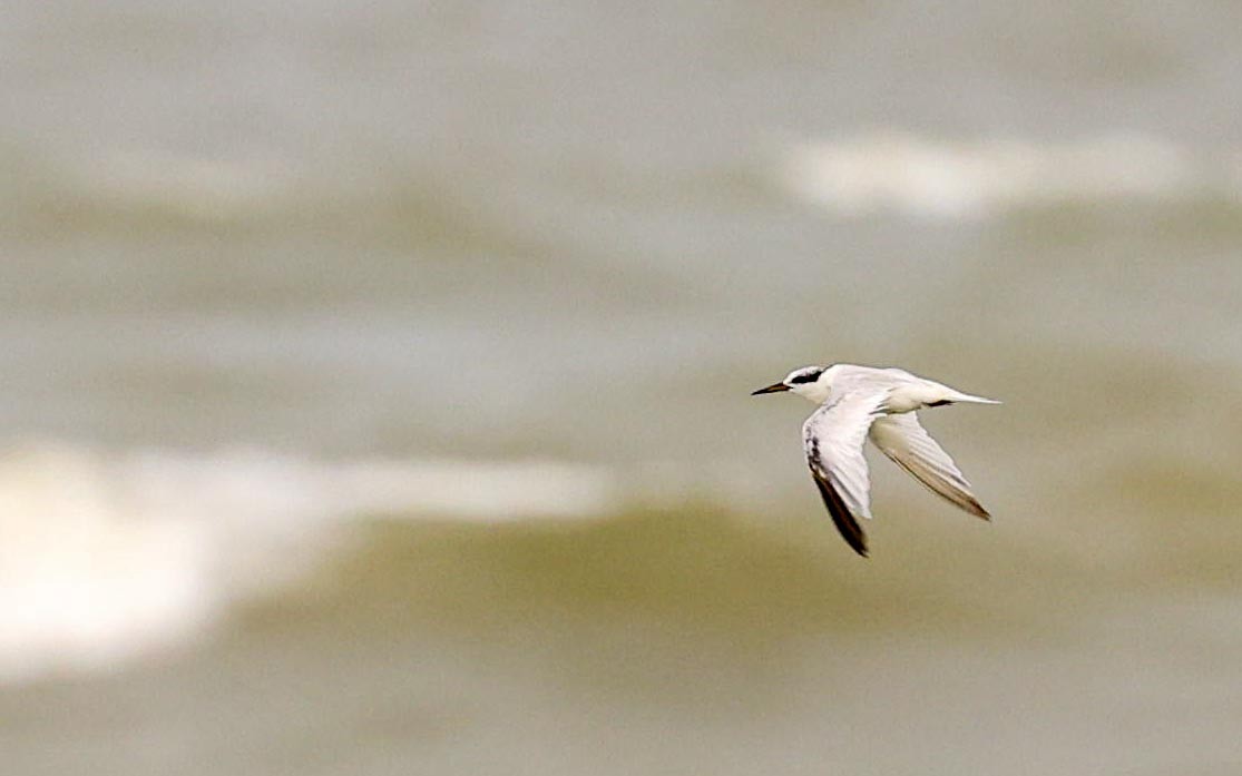 Saunders's Tern - ML621965831