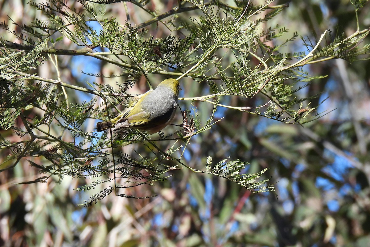 Graumantel-Brillenvogel - ML621965836