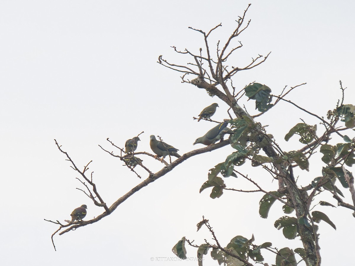 Large Green-Pigeon - Kittakorn Inpang