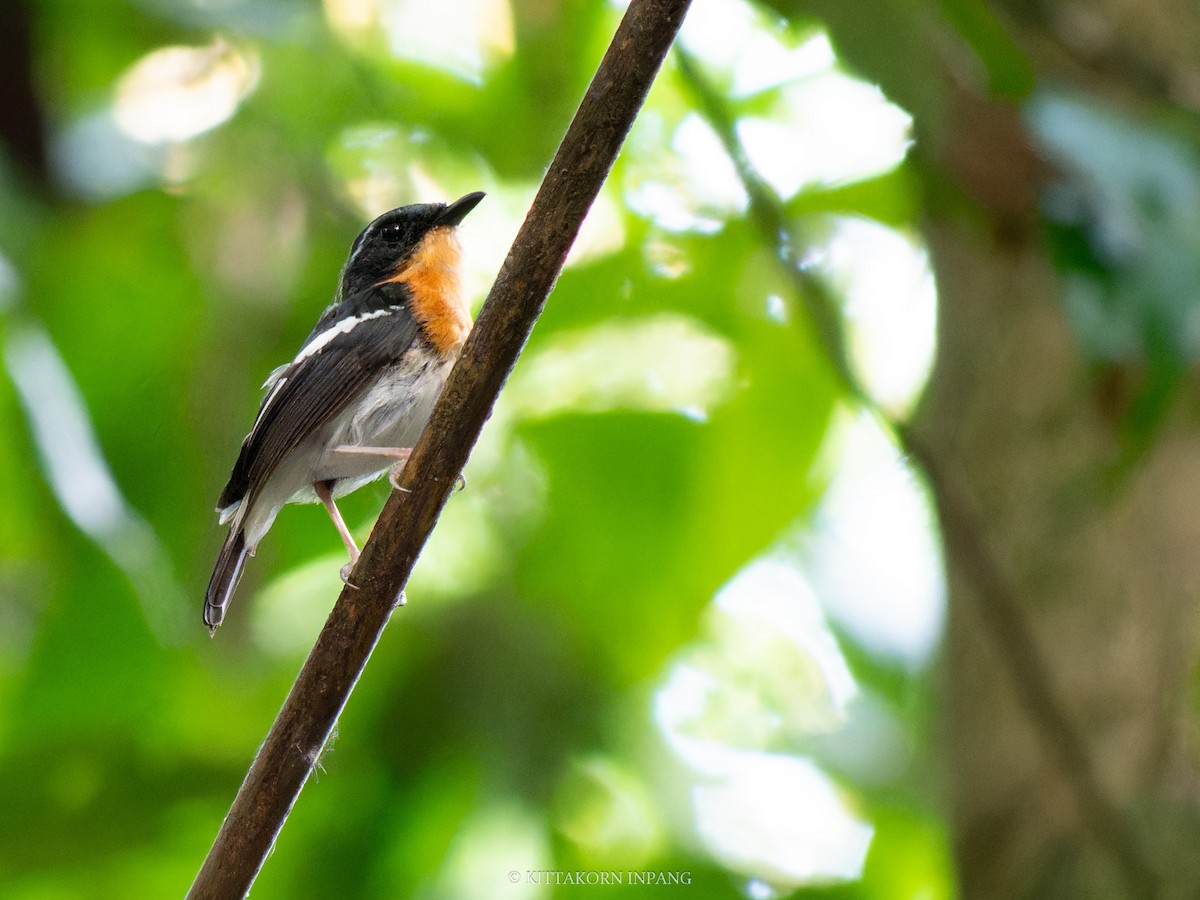 Rufous-chested Flycatcher - ML621965861