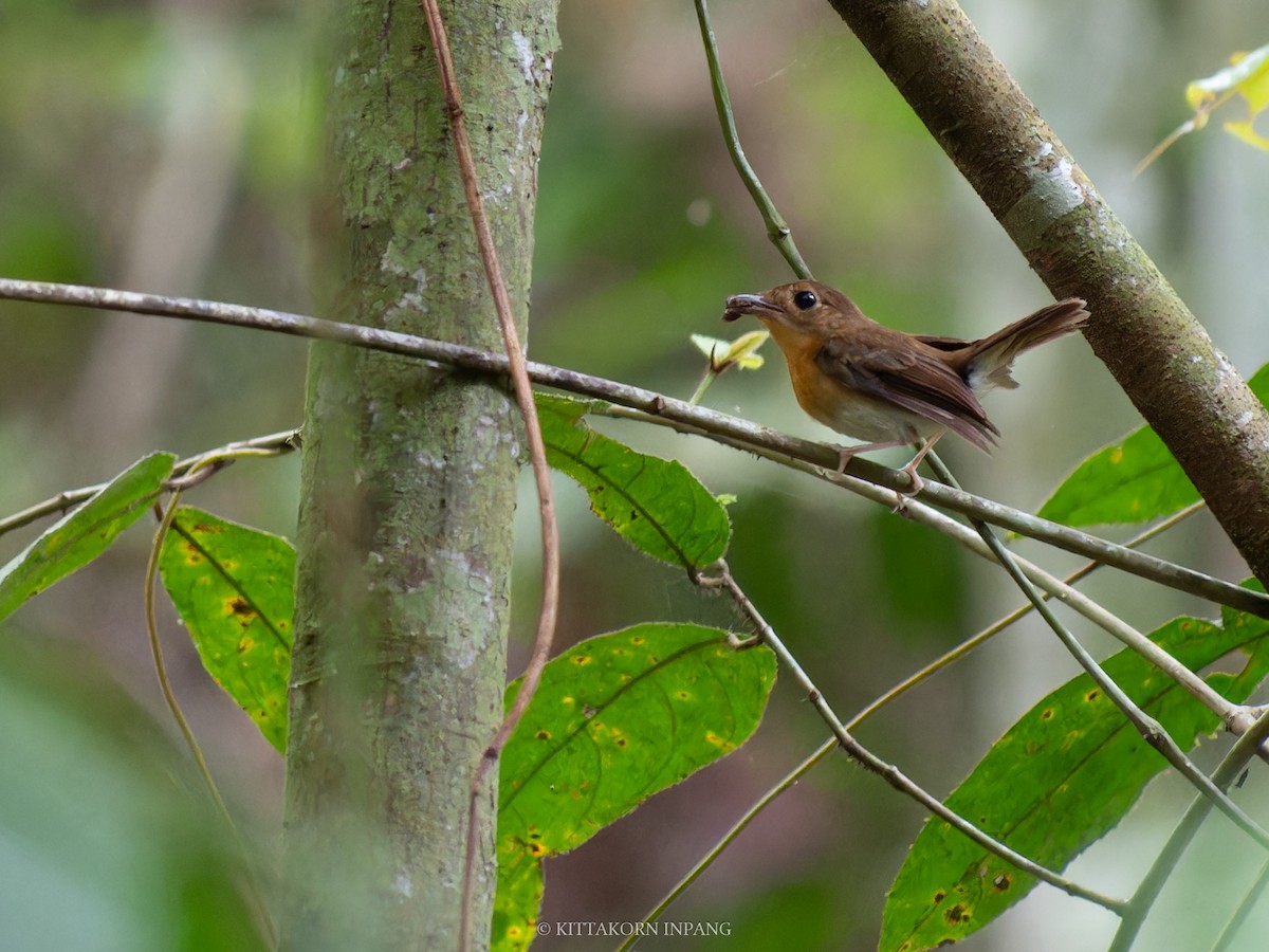 Rufous-chested Flycatcher - ML621965862