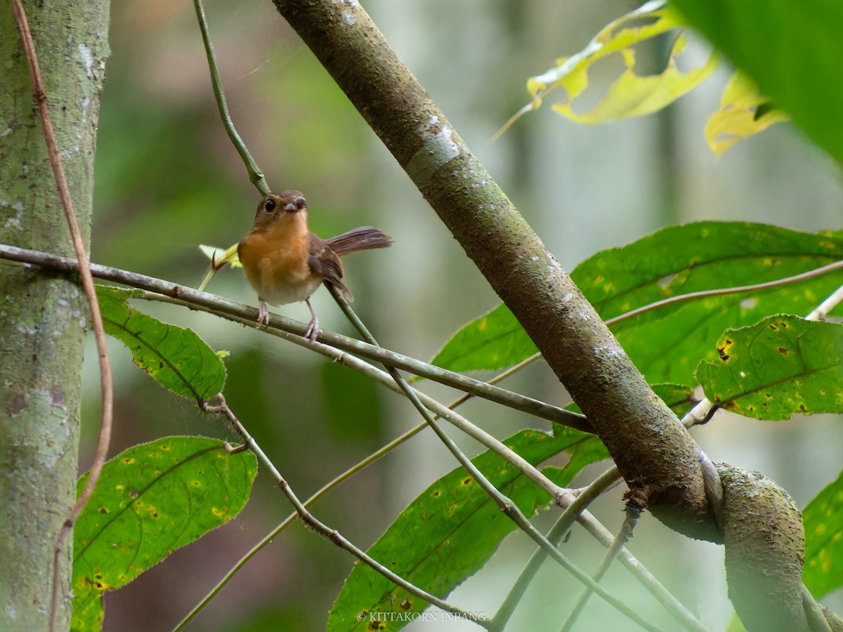 Rufous-chested Flycatcher - ML621965863