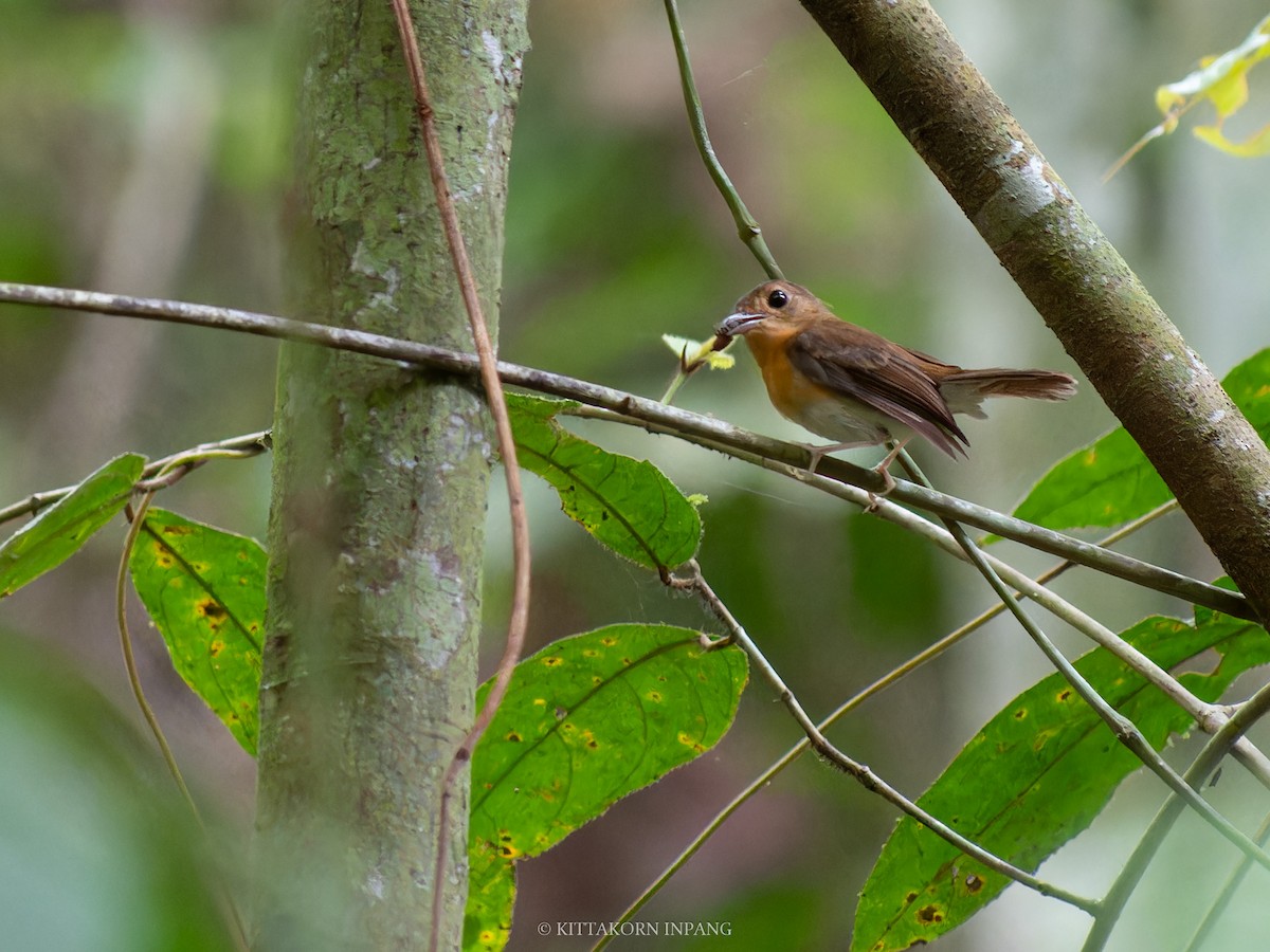 Rufous-chested Flycatcher - ML621965864