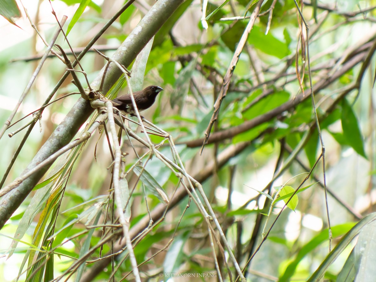 White-bellied Munia - ML621965876