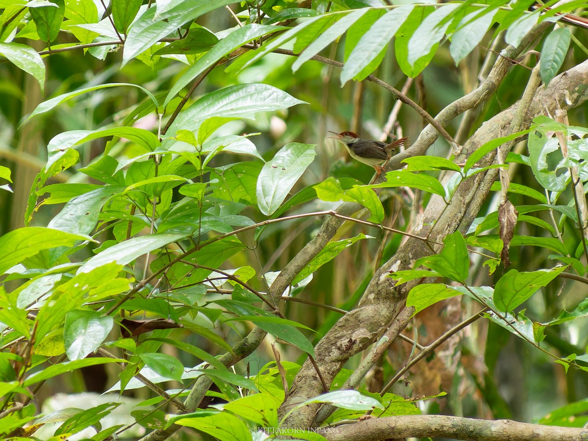 Rufous-tailed Tailorbird - ML621965877