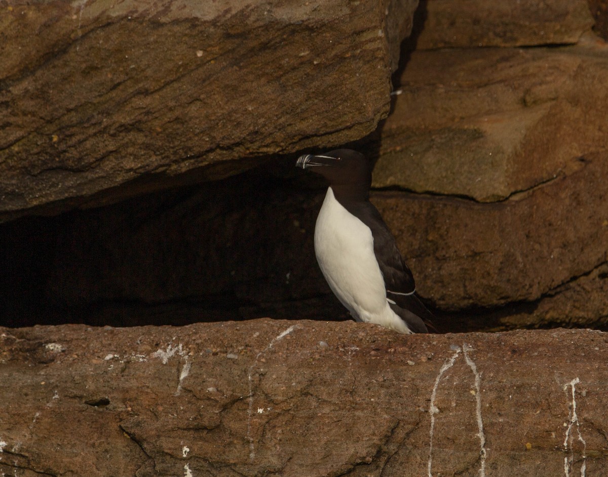 Razorbill - ML621965890