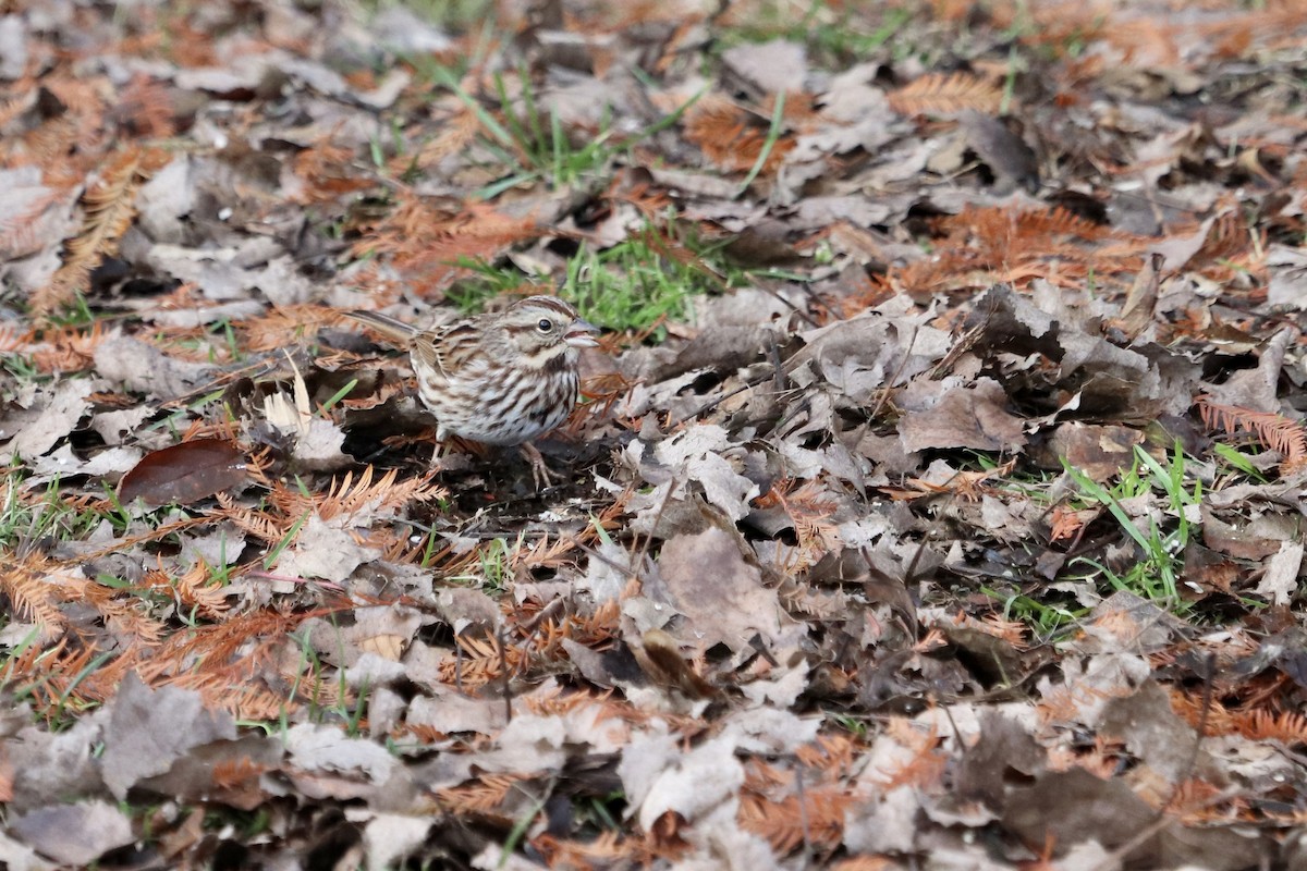 Song Sparrow - ML621965914