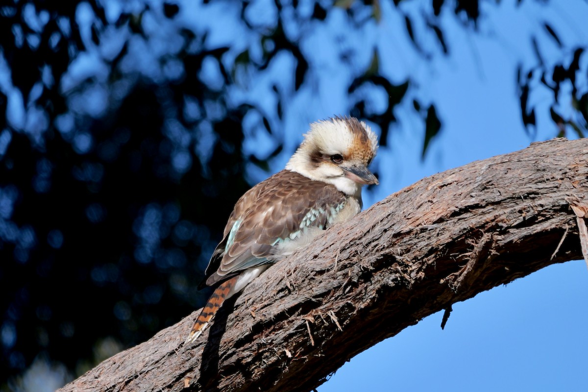 eBird Checklist - 29 Jul 2024 - Australian National Botanic Gardens ...